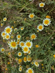 Glebionis coronaria