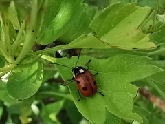 Cryptocephalus octopunctatus