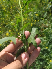 Sisymbrium loeselii