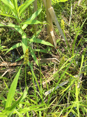Carex stipata