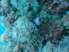 Mexichromis macropus