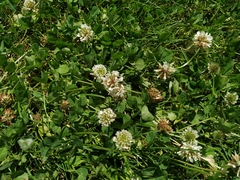 Trifolium repens