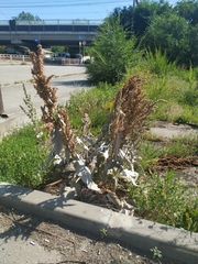 Rumex patientia orientalis