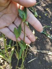 Cerastium perfoliatum