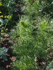 Consolida orientalis