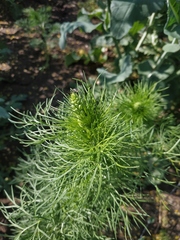 Consolida orientalis