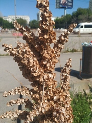 Rumex patientia orientalis