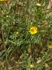 Glebionis coronaria