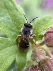 Andrena flavipes