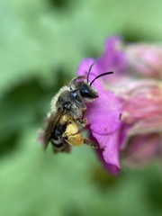 Andrena flavipes