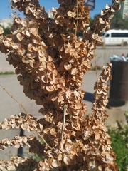 Rumex patientia orientalis