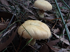 Austroboletus niveus
