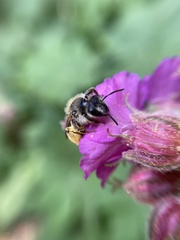 Andrena flavipes