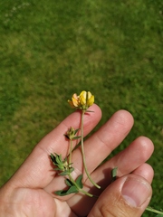 Lotus corniculatus