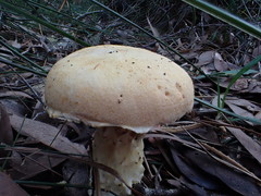 Austroboletus niveus