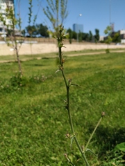 Cichorium intybus