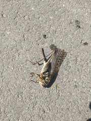 Decticus verrucivorus