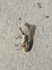Decticus verrucivorus