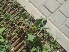 Sonchus oleraceus