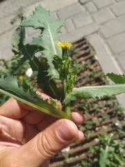 Sonchus oleraceus