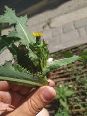 Sonchus oleraceus