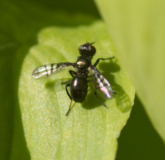 Rivellia syngenesiae