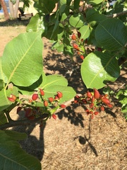 Pistacia vera