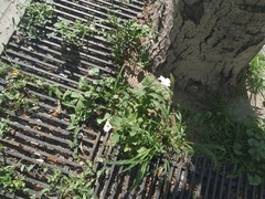 Petunia × atkinsiana