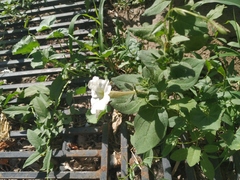 Petunia × atkinsiana