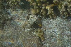 Conus