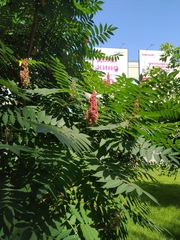 Rhus typhina