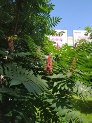 Rhus typhina