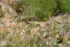 Astragalus falcigerus