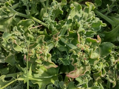 Mesembryanthemum crystallinum