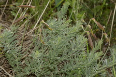 Vicia subvillosa