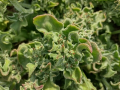 Mesembryanthemum crystallinum