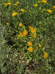 Pentanema britannica