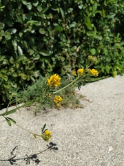 Medicago falcata