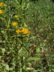 Pentanema britannica