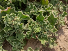 Mesembryanthemum crystallinum