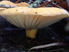 Lactifluus clarkeae