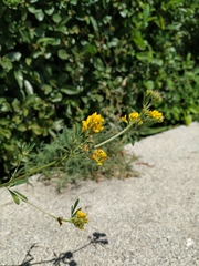 Medicago falcata
