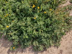 Mesembryanthemum crystallinum