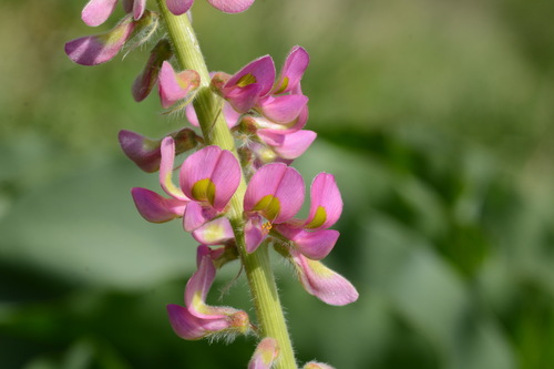 Onobrychis grandis