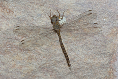 Gynacantha nourlangie