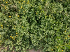 Mesembryanthemum crystallinum