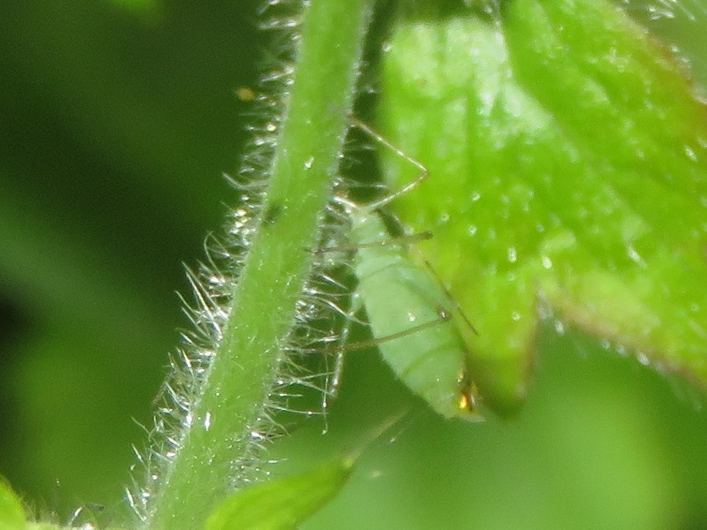Water Avens Aphid