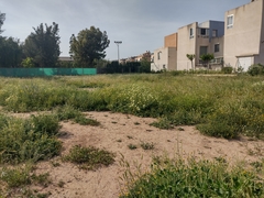 Mesembryanthemum crystallinum