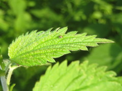 Uroleucon jaceae