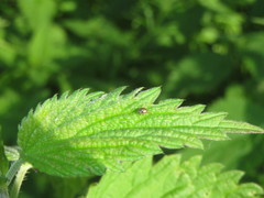Uroleucon jaceae